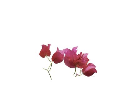 Bougainvillea flowers texture and background. Red flowers of bougainvillea tree with path