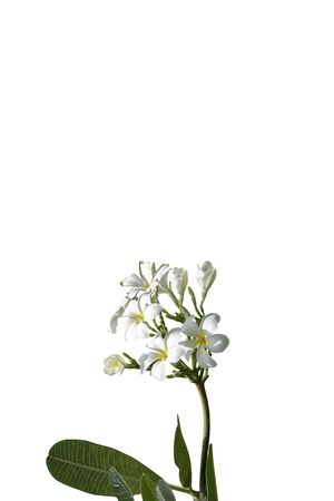 bouquet white plumeria isolated with pathの写真素材