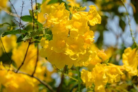 Yellow elder, Trumpetbush, Trumpetflower, Thai flower in nature.Tecoma stans