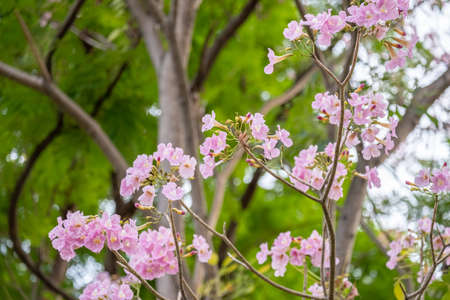 beautiful pink trumpet tree in garden. pink tabebuia in garden of Thailand.