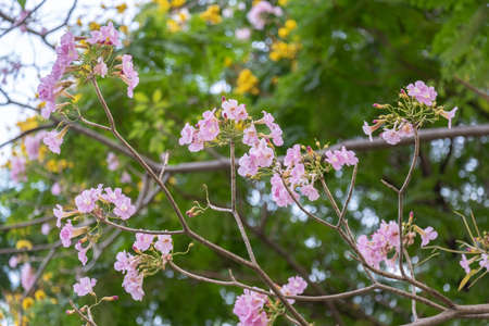 beautiful pink trumpet tree in garden. pink tabebuia in garden of Thailand.の写真素材
