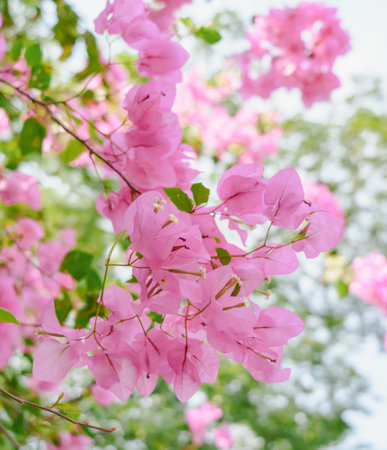 Closeup beautiful pink Bougainvillea flowers blooming in the garden, Thailand.の写真素材