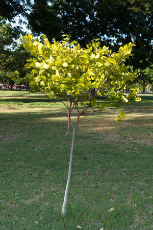 Tree with green leaves under sun light evening in the public park, Thailand, Southeast Asia