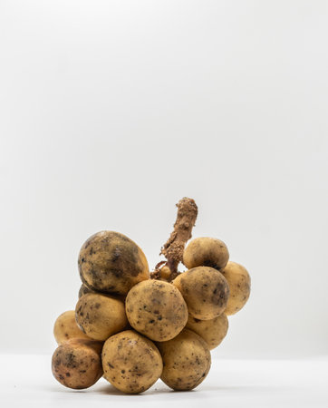 Longkong fruit on white background with copy space for text.の写真素材