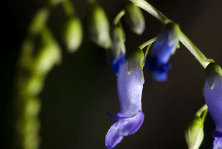 Wild flower,の写真素材