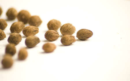 Seeds3