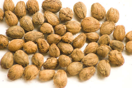 Seeds1