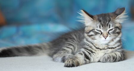 Puppy of Siberian cat on the couchの写真素材