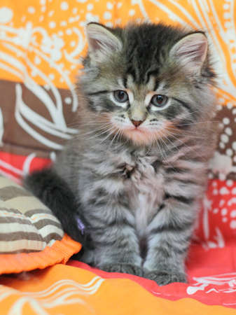 Puppy Cat, Siberian breedの写真素材
