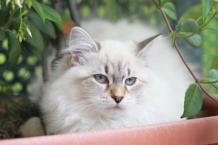 white Siberian catの写真素材