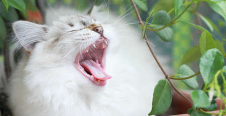 yawn of siberian kitten, neva masquerade typeの写真素材