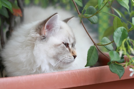Neva masquerade, type of siberian catの写真素材