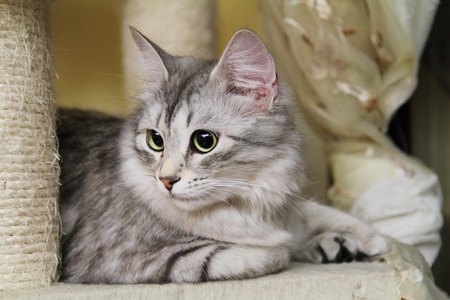 Silver cat scratching post onの写真素材
