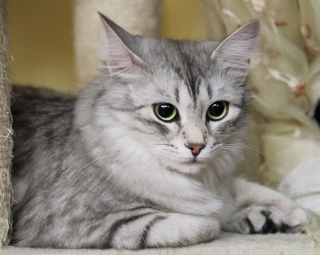Silver cat scratching post onの写真素材
