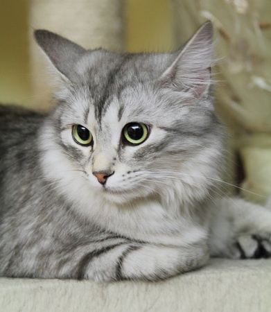 Siberian cat scratching post onの写真素材