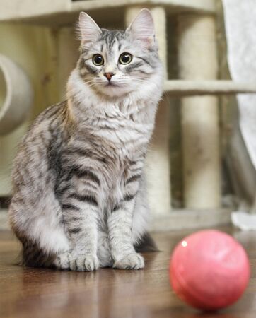 Siberian cat color silverの写真素材