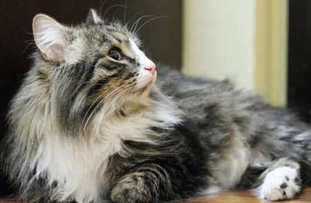 Male Siberian catの写真素材