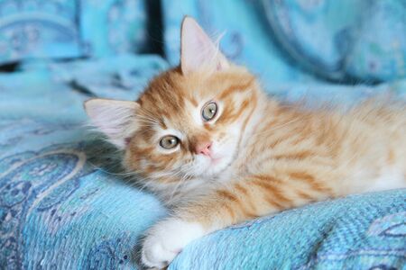 race of siberian kitten on the sofaの写真素材