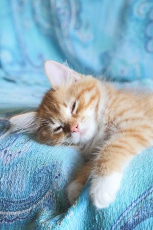 Siberian kitten on the sofa, red colorの写真素材