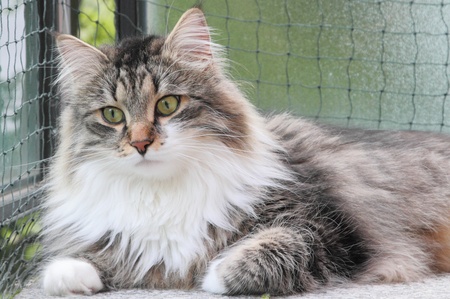 Siberian catの写真素材