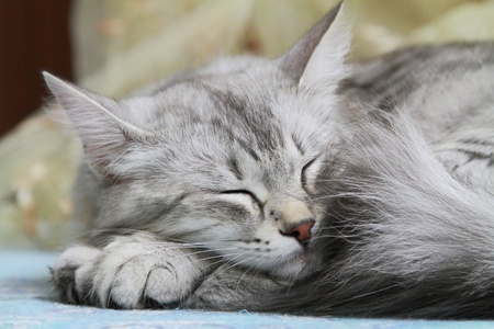 Siberian cat silverの写真素材