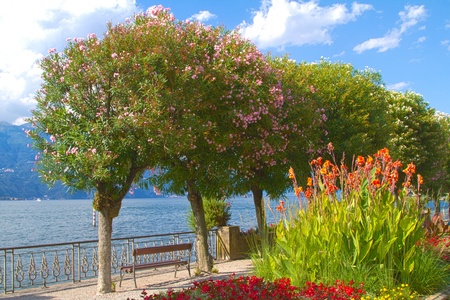 flowerpot and trees along the lakeの写真素材
