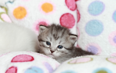 puppy of cat, siberian breedの写真素材