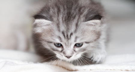 puppy of siberian cat, silver typeの写真素材