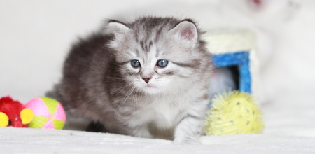 puppies of siberian catの写真素材