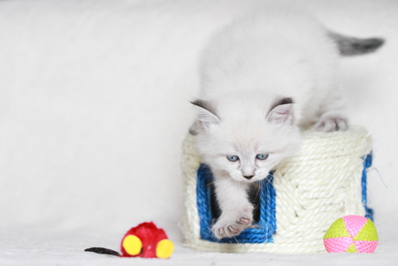 puppy of siberian cat with toysの写真素材