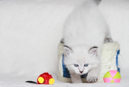 puppy of siberian cat with toysの写真素材
