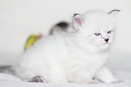 siberian puppy, neva masqueradeの写真素材