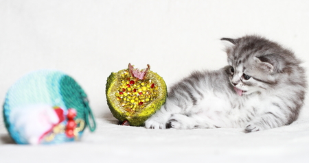 puppy of siberian cat with Christma decorationの写真素材