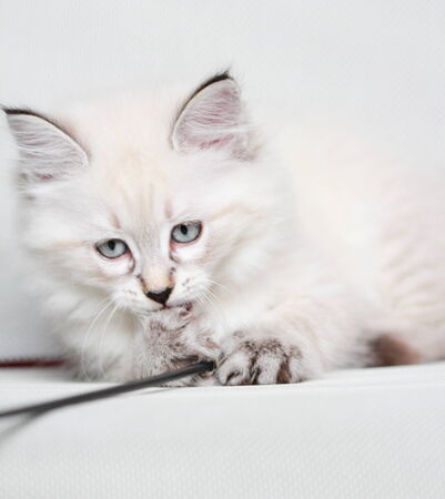 white pet of siberian cat