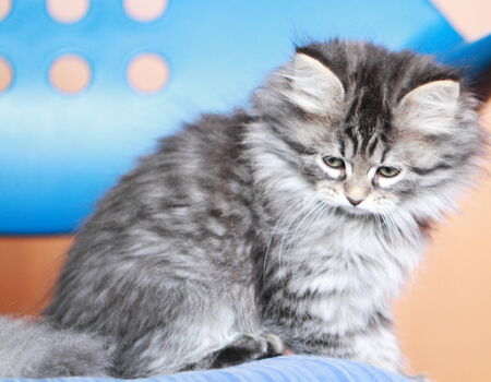 brown pet of siberian catの写真素材