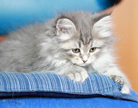 blue puppy of siberian cat on a pillowの写真素材