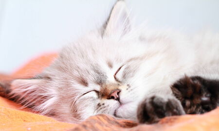 white puppy of siberian cat, neva masquerade versionの写真素材