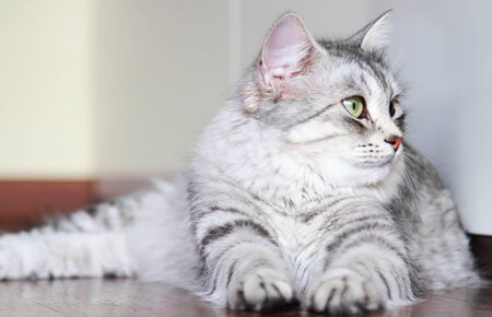 female cat of siberian breed, silver typeの写真素材