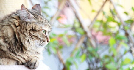 brown tortie tabby mackerel cat of siberian raceの写真素材