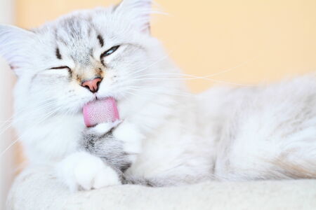 siberian cat, neva versionの写真素材