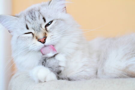 siberian cat, neva versionの写真素材