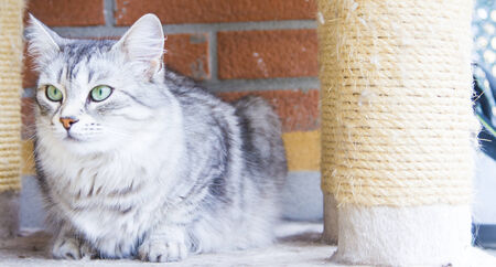 View of a female cat of siberian breed in livestockの写真素材