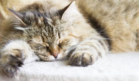 tricolor type of siberian catの写真素材