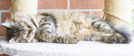 tricolor type of siberian catの写真素材