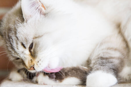 neva masquerade version of white siberian cat, femaleの写真素材