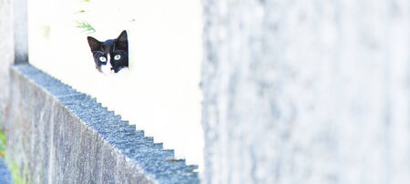 kitten dark with white on a fence, european raceの写真素材