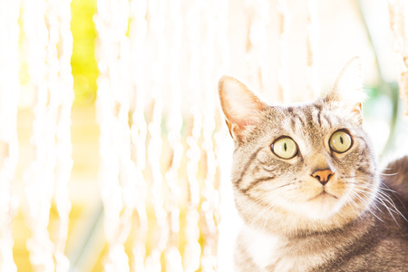 european adult cat, black silver versionの写真素材