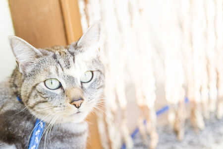 european adult cat, black silver versionの写真素材