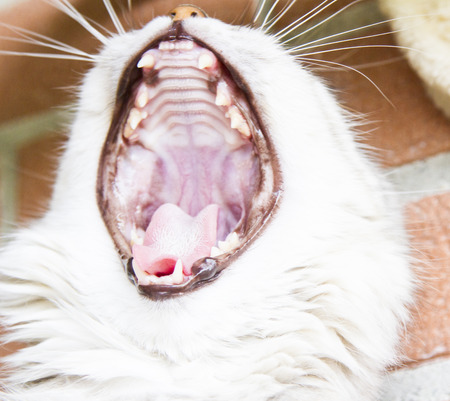 siberian cat at three years, female silver versionの写真素材