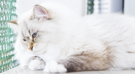 female kitten of siberian breed, neva masquerade versionの写真素材